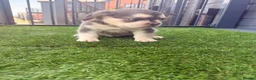 French Bulldog dogs for sale: Beautiful French Bulldog Puppies - ready soon - Advert 2