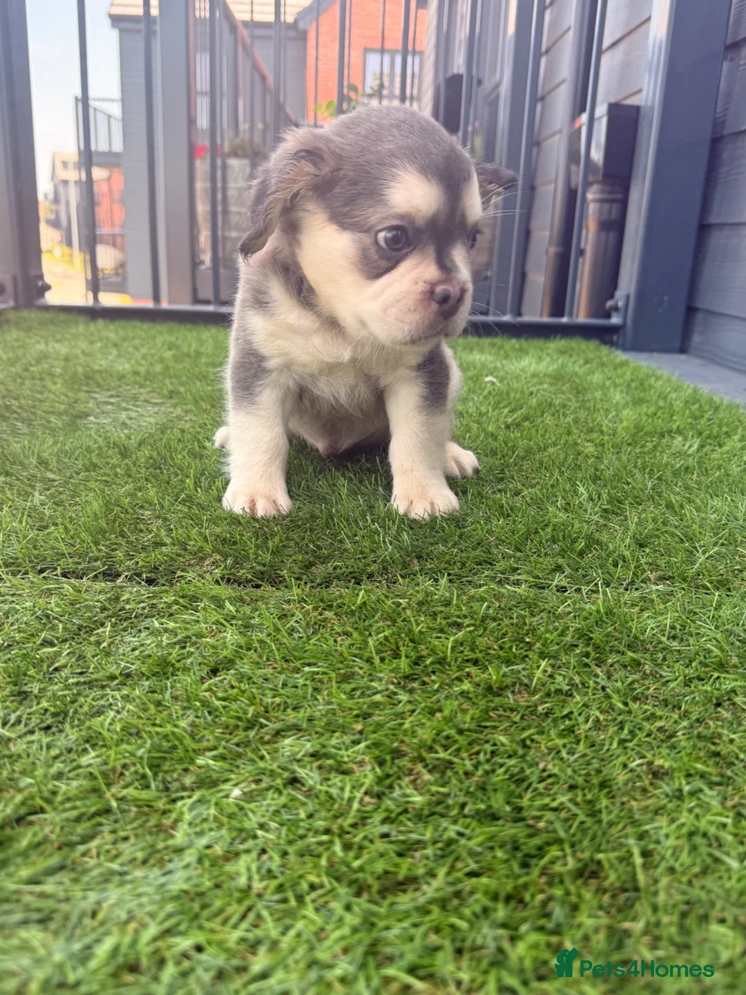 French Bulldog dogs for sale: Beautiful French Bulldog Puppies - ready soon - Advert 2
