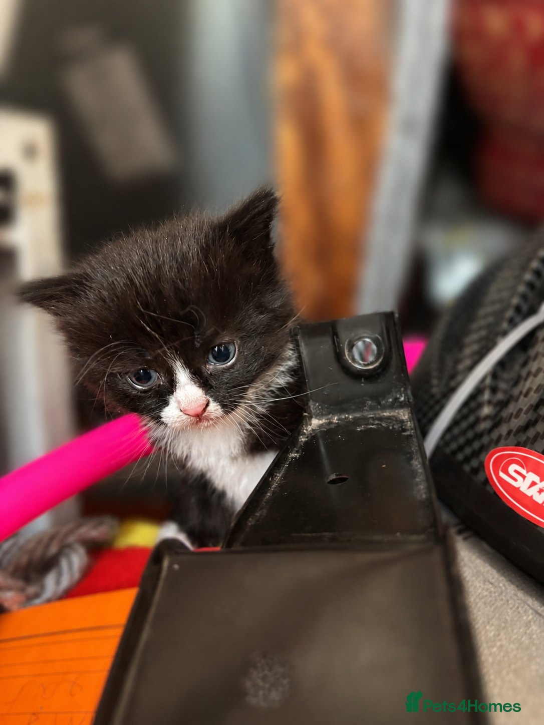 Mixed Breed Kitten 4