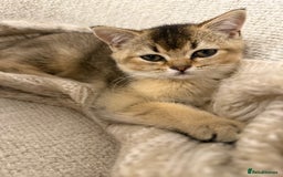 British Shorthair cats for sale: Golden British Shorthair Male - Image 1