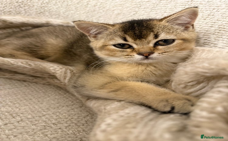 British Shorthair cats - Advert 16
