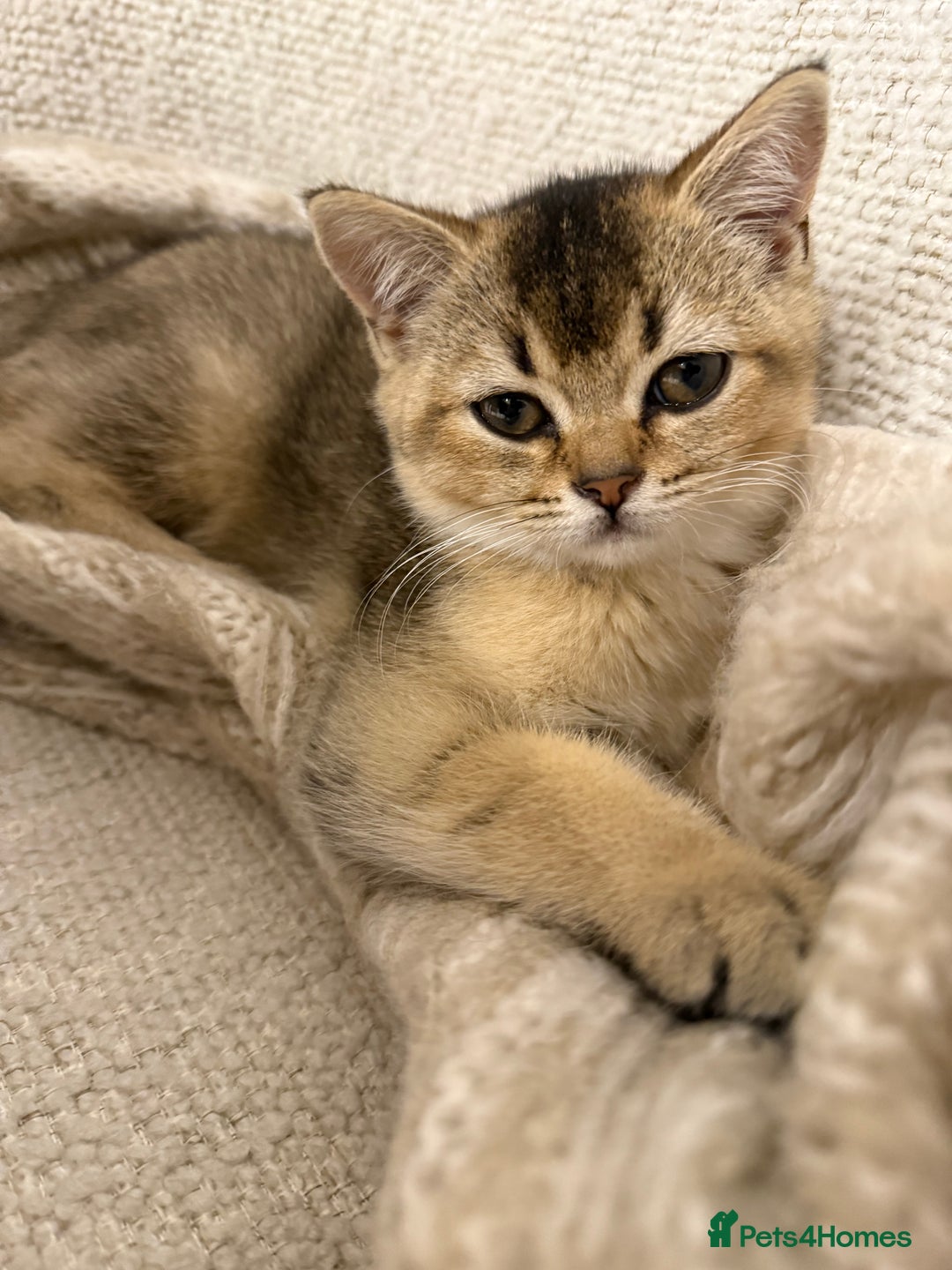 British Shorthair cats for sale: Golden British Shorthair Male - Image 1
