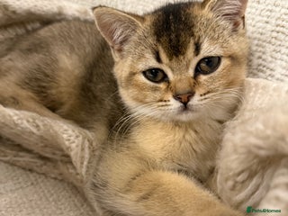 British Shorthair cats - Advert 23