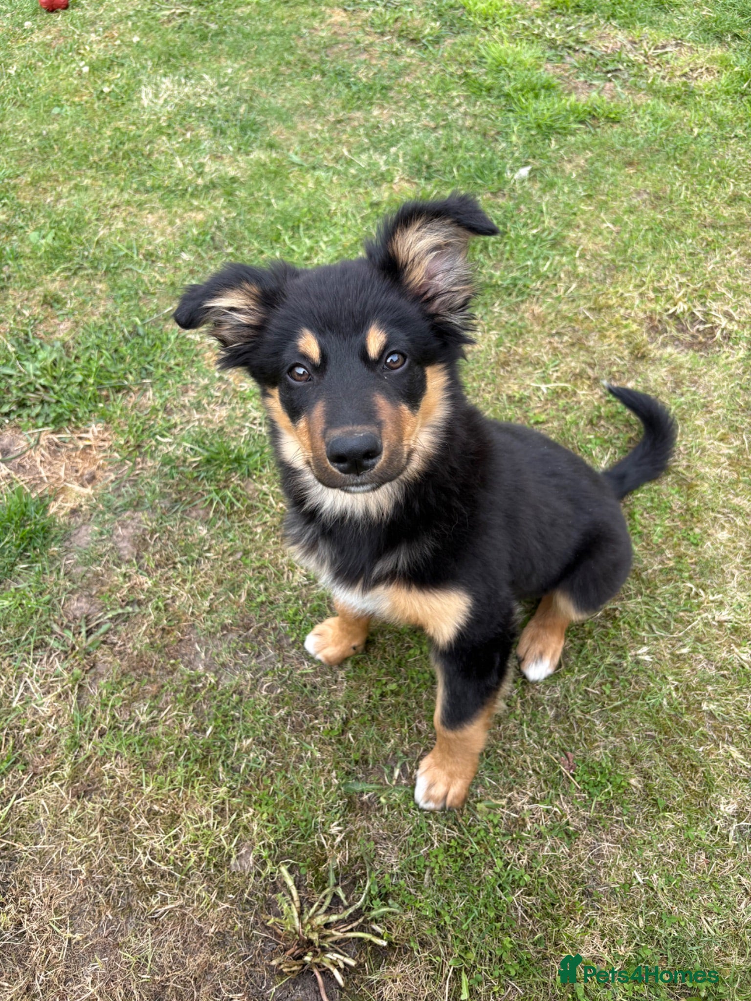 Border Collie dogs Male border collie 4months - Advert 1