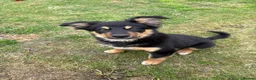 Border Collie dogs for sale: Male border collie 4months - Advert 1