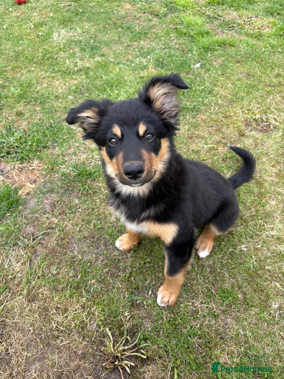 Border Collie dogs for sale: Male border collie 4months - Advert 1