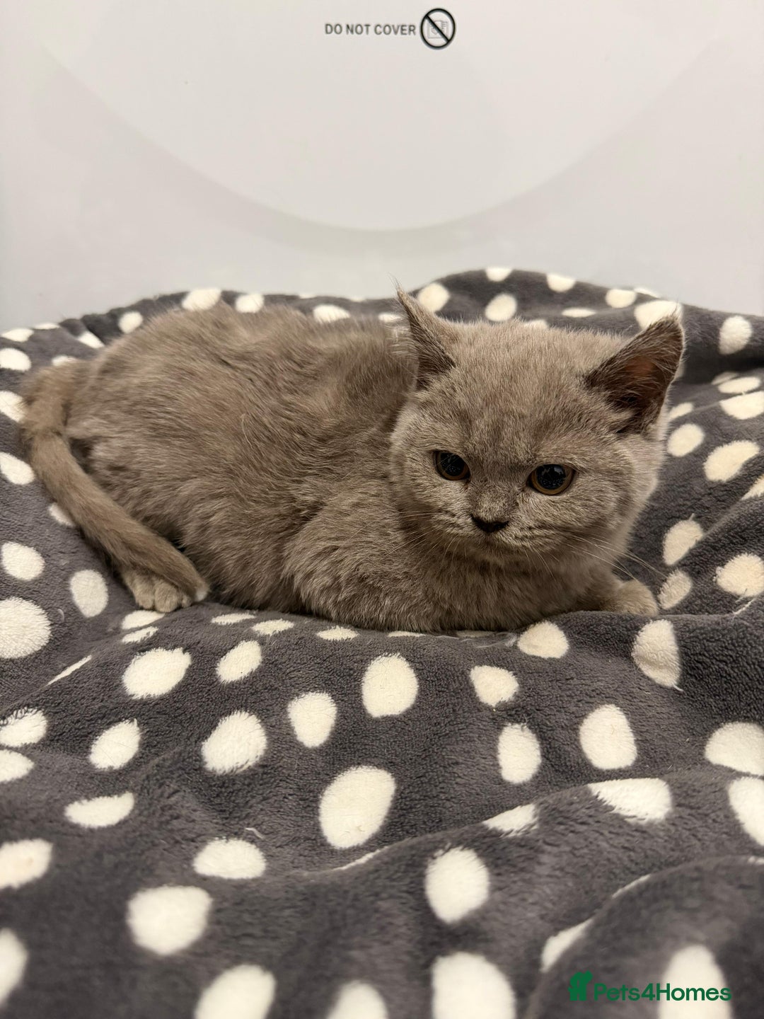 British Shorthair cats for sale: Purebred British Shorthair kittens ready to leave! - Advert 7