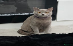 British Shorthair cats for sale: Stunning British shorthair kittens  - Image 2