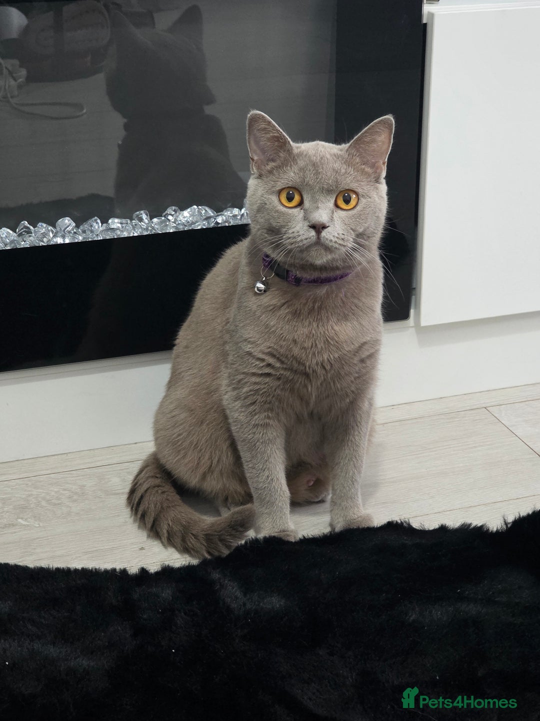 British Shorthair cats for sale: Stunning British shorthair kittens  - Image 2