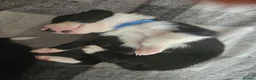 Border Collie dogs for sale: Border Collie Puppies – Looking for Forever Homes in Swindon - Advert 19