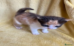Maine Coon cats for sale: Maine coon x - Image 9