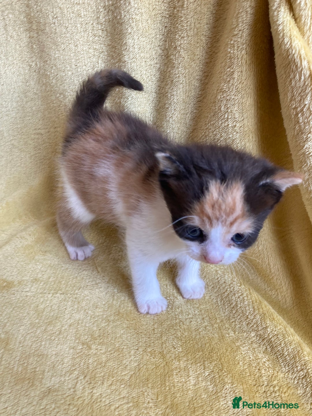 Maine Coon cats for sale: Maine coon x - Image 9