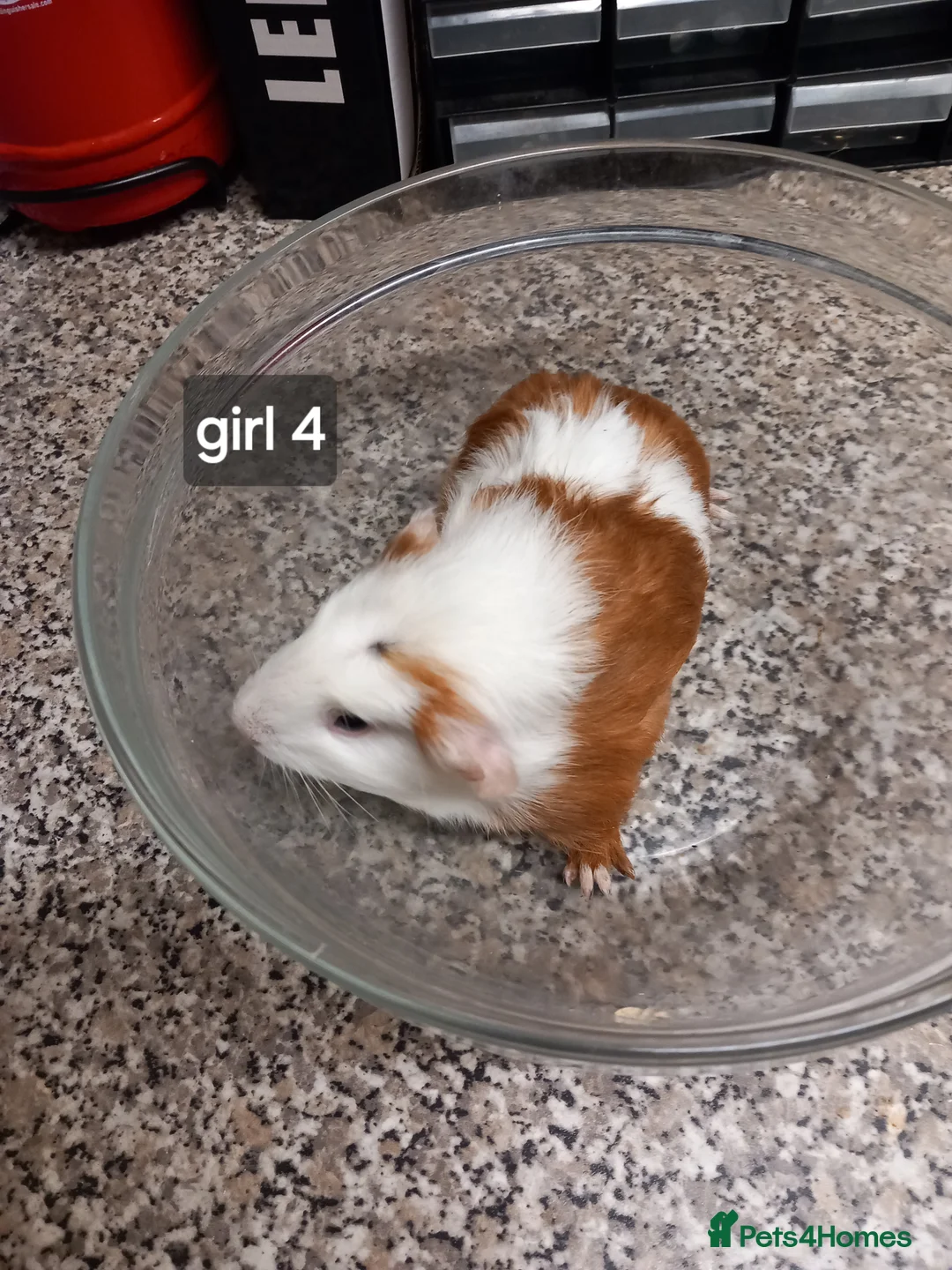 Guinea Pig rodents for sale: Baby guinea pigs ready now - Advert 4
