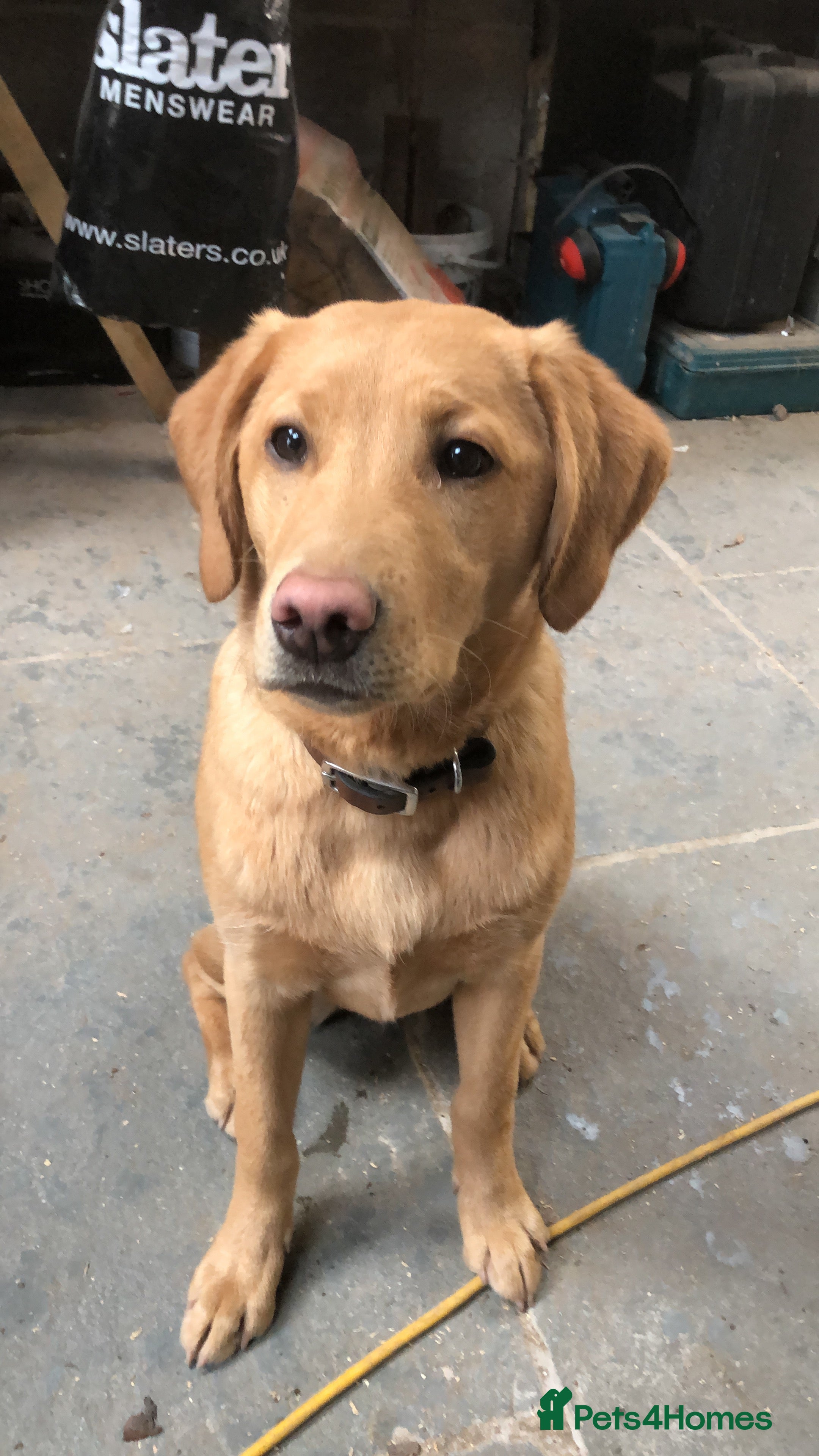 Labrador Retriever dogs KC Labrador Puppies from top line - Advert 1