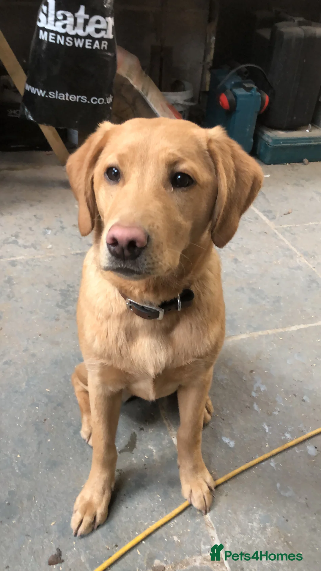 Labrador Retriever dogs for sale: KC Labrador Puppies from top line - Advert 1