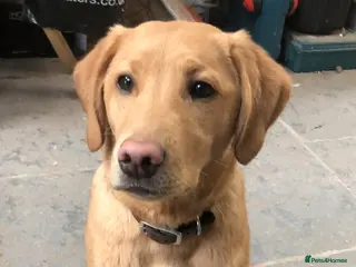 Labrador Retriever dogs KC Labrador Puppies from top line - Advert 6