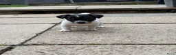 Jack Russell dogs for sale: 3 beautiful Jack Russell girls - Advert 12
