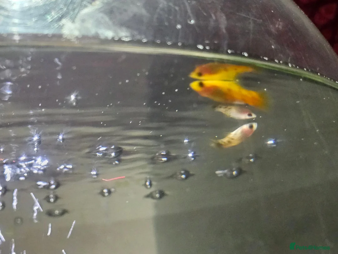 Barbs fish for sale: Maybe a gold Barb in need of a new home  in Tewkesbury - Advert 2