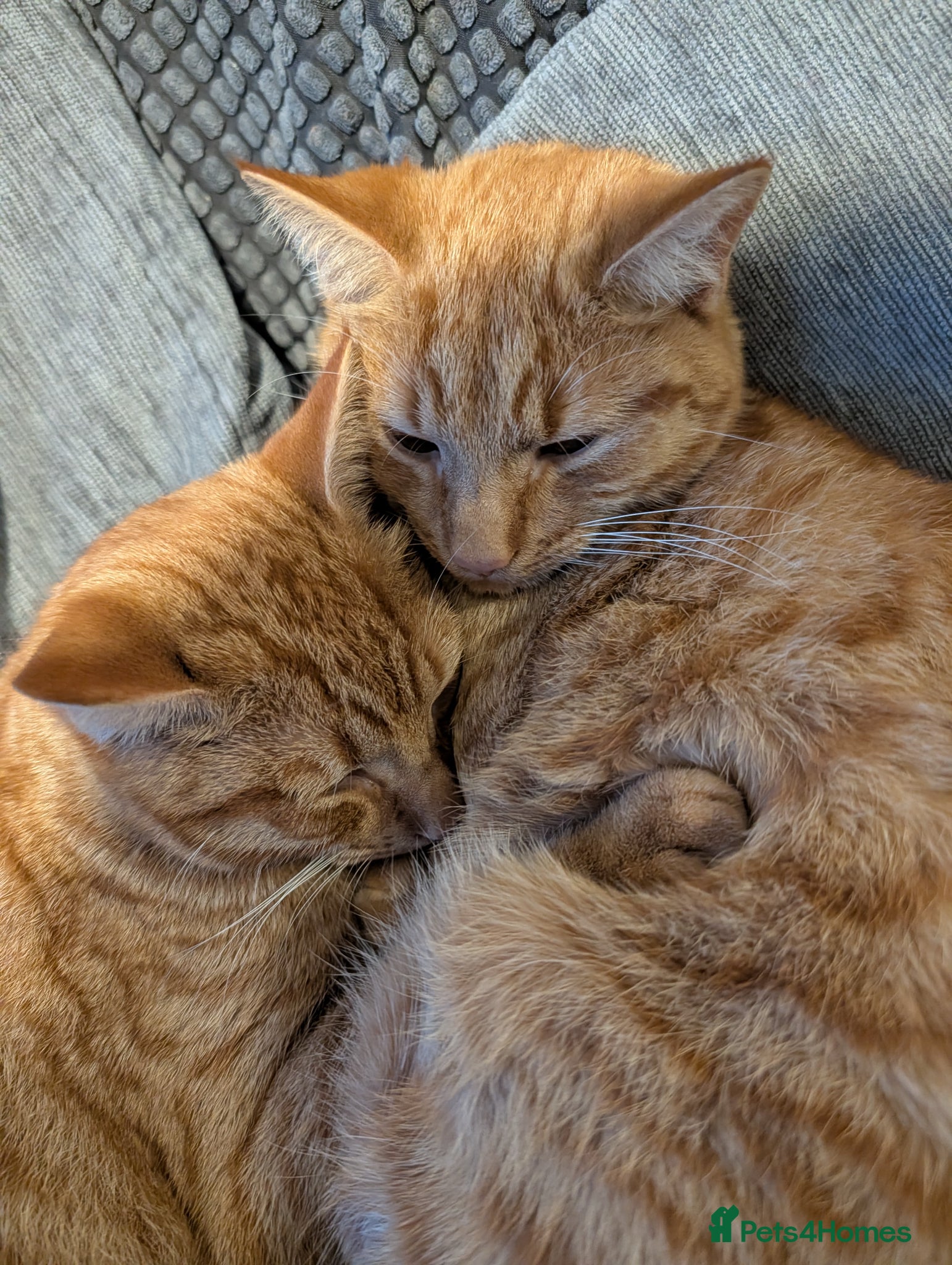Mixed Breed cats 2 ginger twin boys - Advert 1