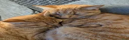 Mixed Breed cats for sale: 2 ginger twin boys - Advert 1