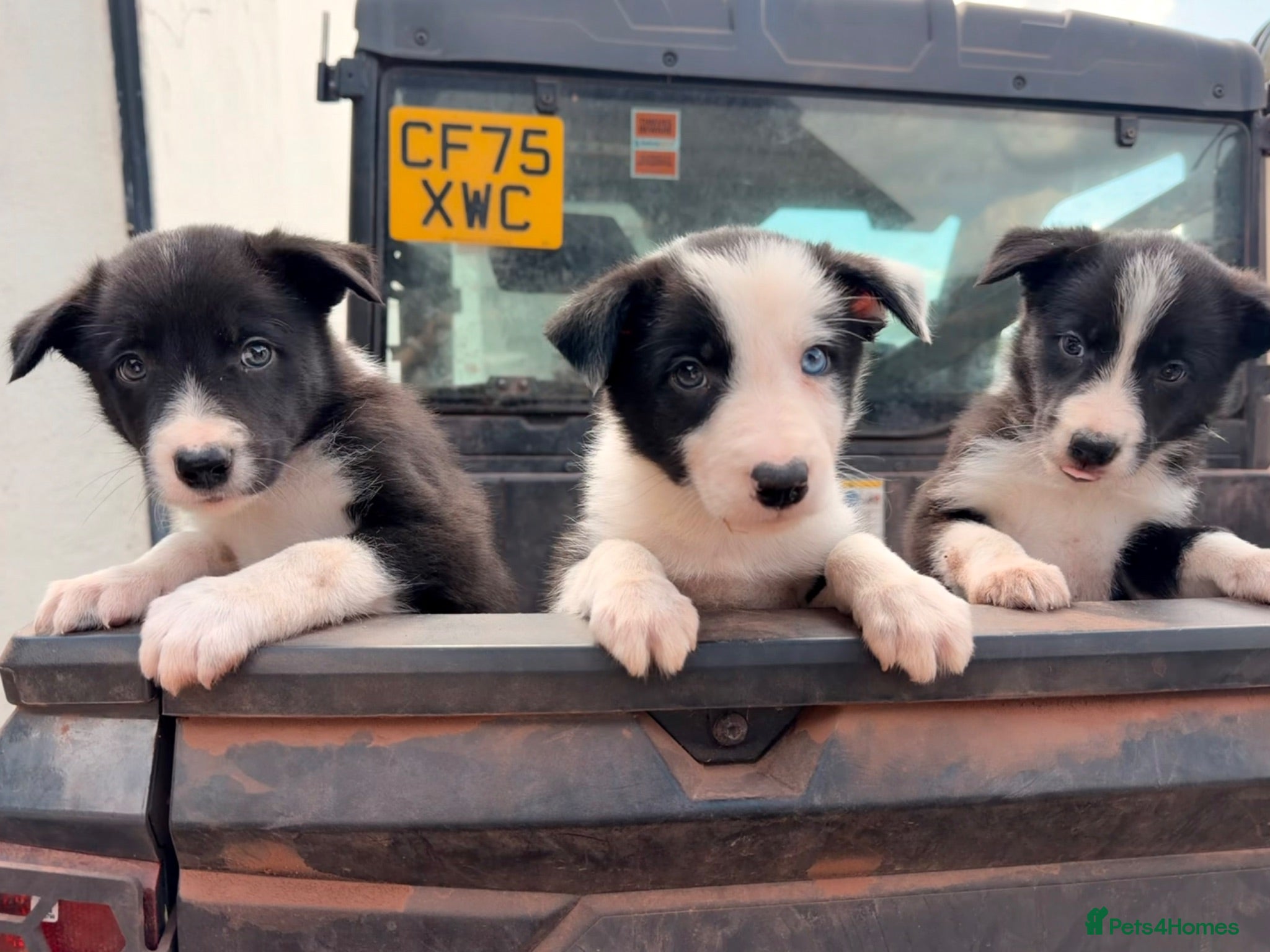 Border Collie dogs Beautiful male collie pups  - Advert 4