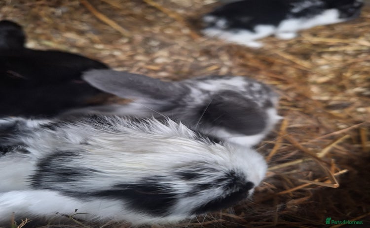 Mini Lop rabbits Beautiful purebred mini lop eared kits  - Advert 16