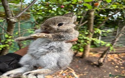 Netherland Dwarf rabbits for sale: Pure bred netherland dwarf ready to reserve  - Image 10