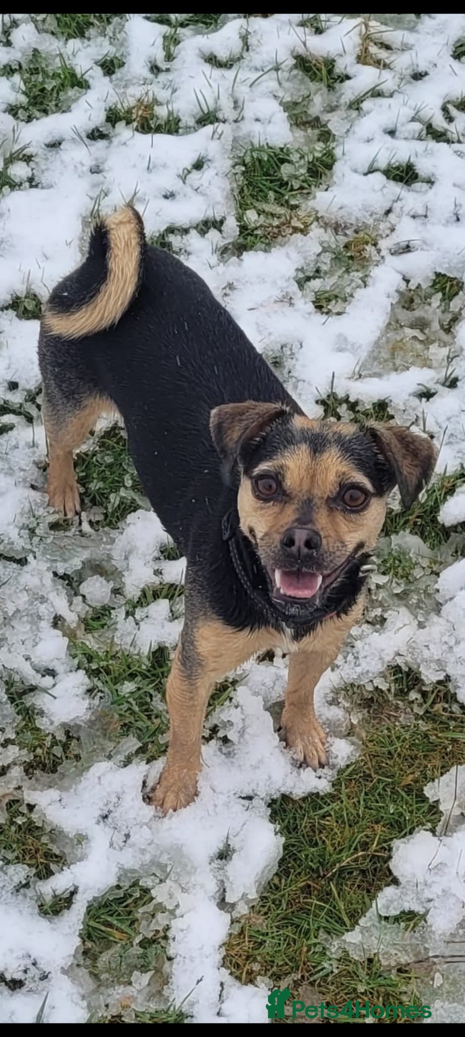 Jug dogs Jug for sale. Friendly beautiful female - Advert 8