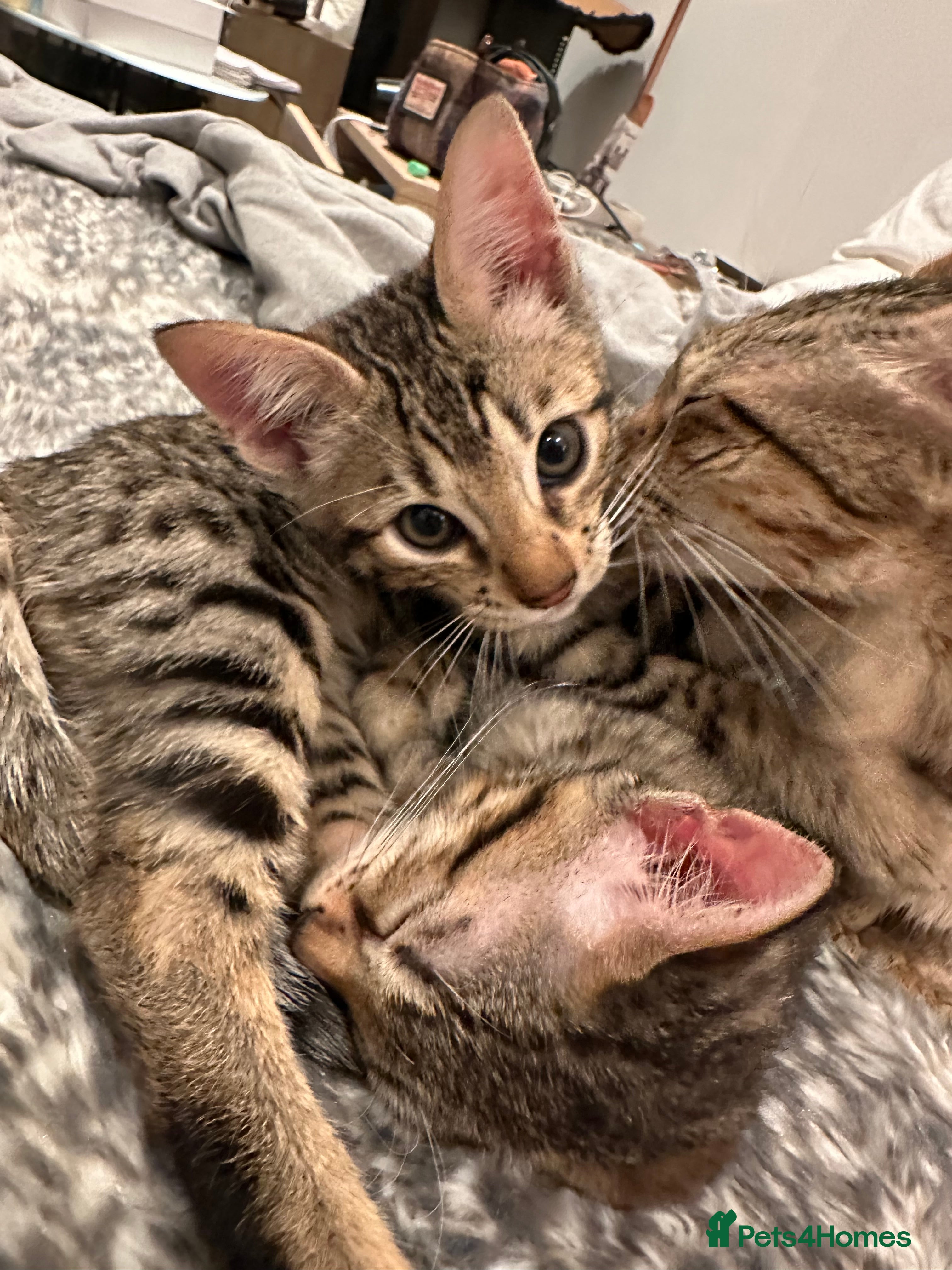 Bengal cats Sepia Bengal X Savannah kittens Extremely rare  - Advert 1