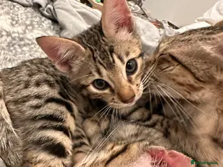 Bengal cats Sepia Bengal X Savannah kittens Extremely rare - Advert 1
