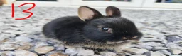 Netherland Dwarf rabbits for sale: Netherland dwarfs - Advert 9