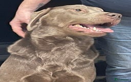 Labrador Retriever dogs for stud: Silver KC Reg Labrador stud dog for sale - Image 1