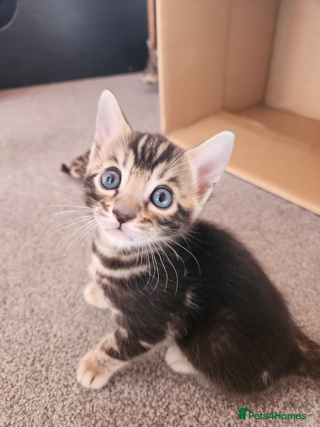Bengal cats for sale: ✨Pure Bengal Kittens – Champion Bloodline ✨ - Image 7