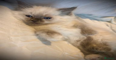 Ragdoll cats - Advert 4