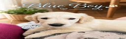 Golden Retriever dogs for sale: Beautiful Home Raised Golden Retriever Puppies - Advert 21