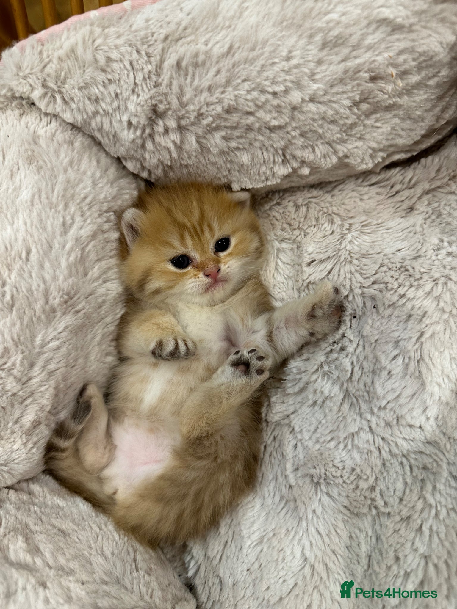 British Shorthair cats Pedigree BSH golden kitten TICA registered  - Advert 6