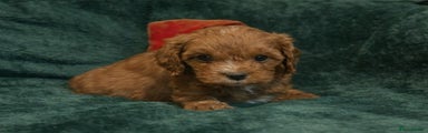 Cavapoo Puppy 2