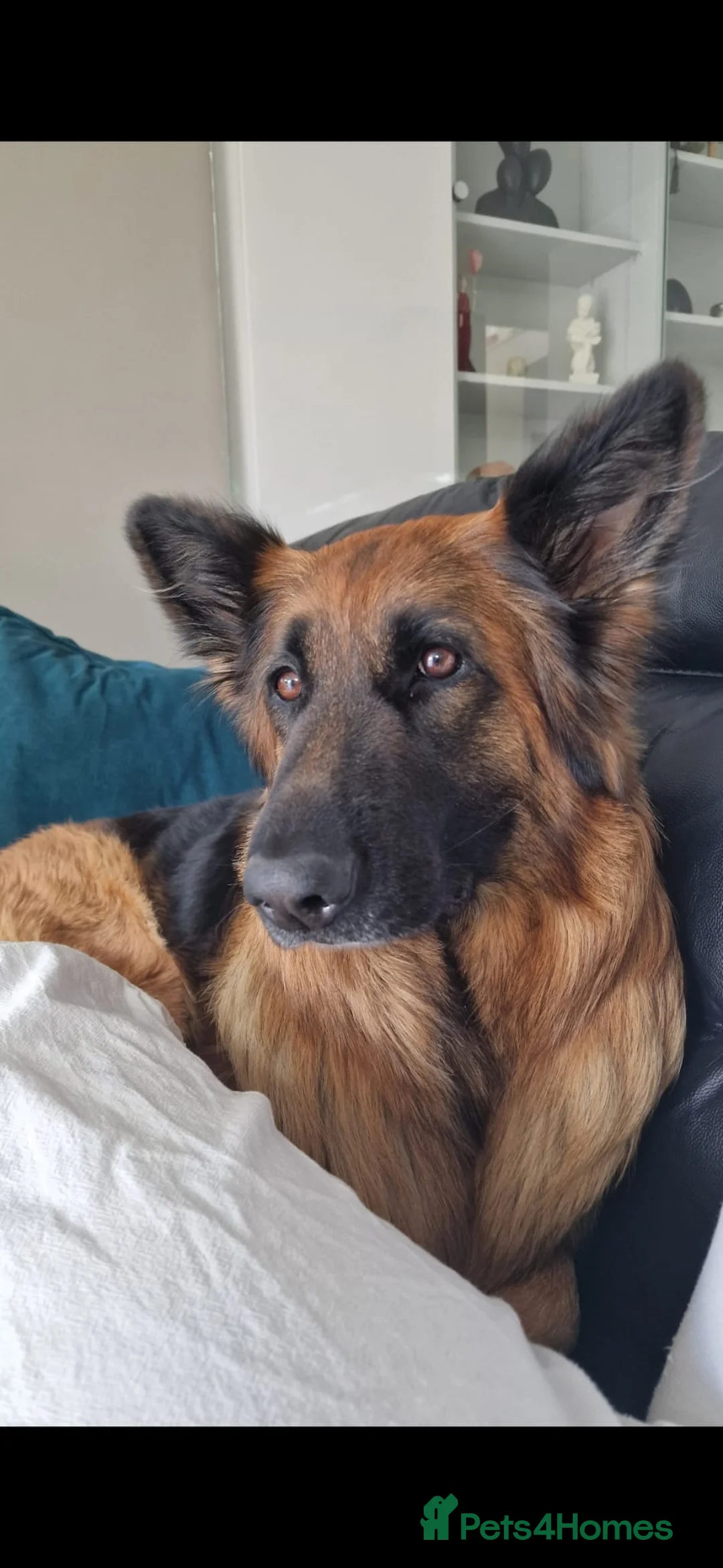 German Shepherd dogs for sale: Beautiful German Shepherd pup  in London - Advert 2