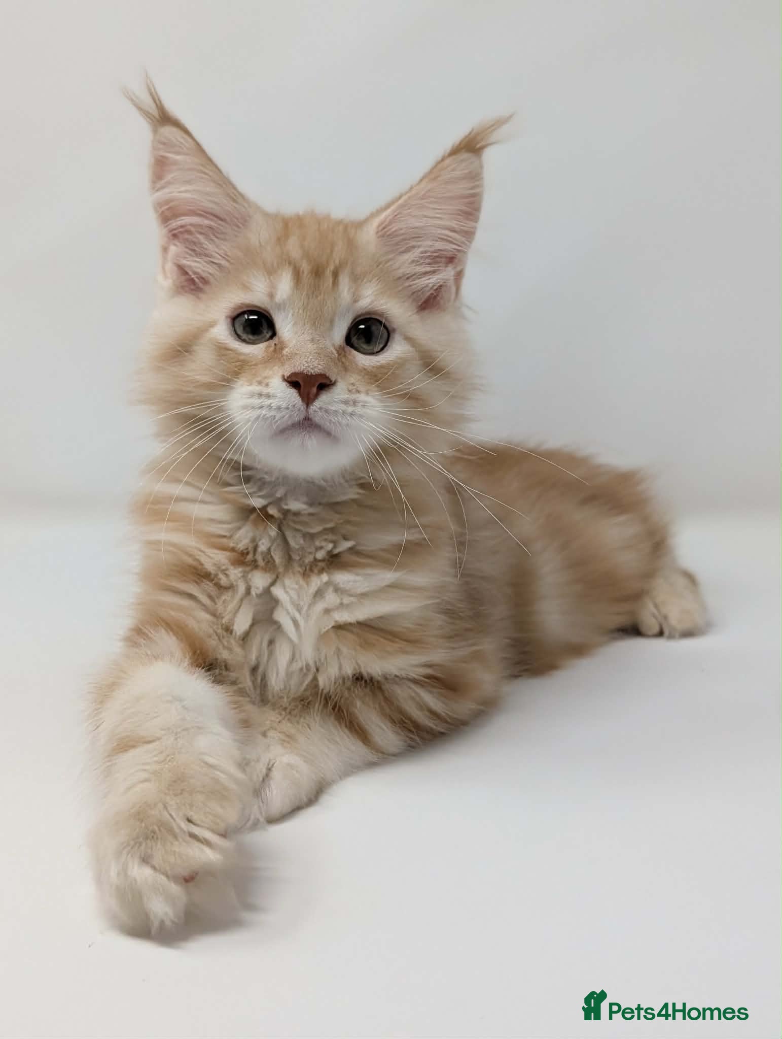 Maine Coon cats GCCF pedigree Male Maine Coon kittens  - Advert 2