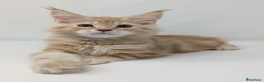Red and silver classic tabby Male