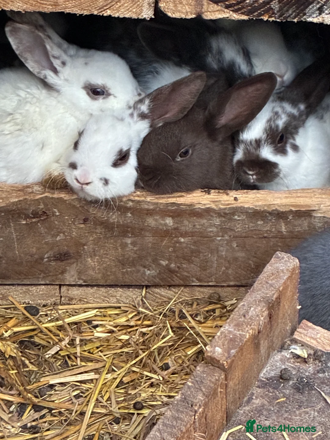Mixed Breed rabbits for sale: Very friendly Rex, velvet & mixed bunnies  - Advert 6