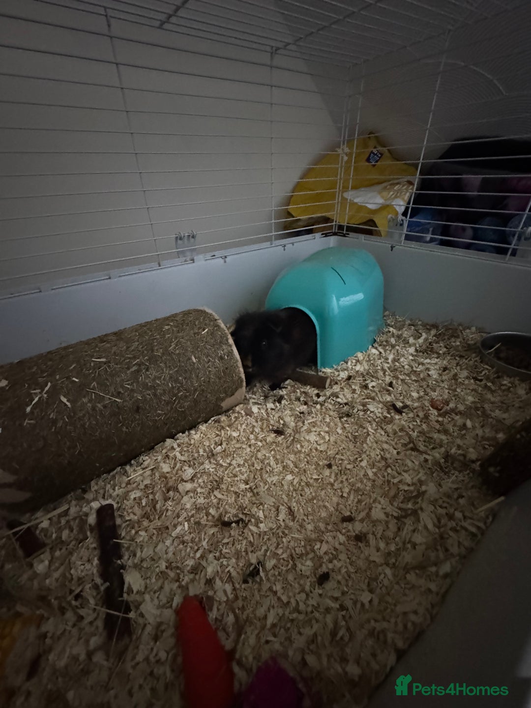 Guinea Pig rodents for sale: 2 male guinea pigs and full cage set up - Image 8
