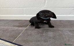 Mixed Breed dogs for sale: 6 beautiful jack russle cross cocker spaniels  - Image 26