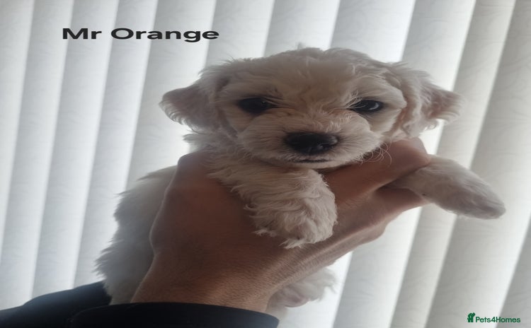 Bichon Frise dogs Beautiful Bichon Frise pups Ready 16th-24th Dec - Advert 10