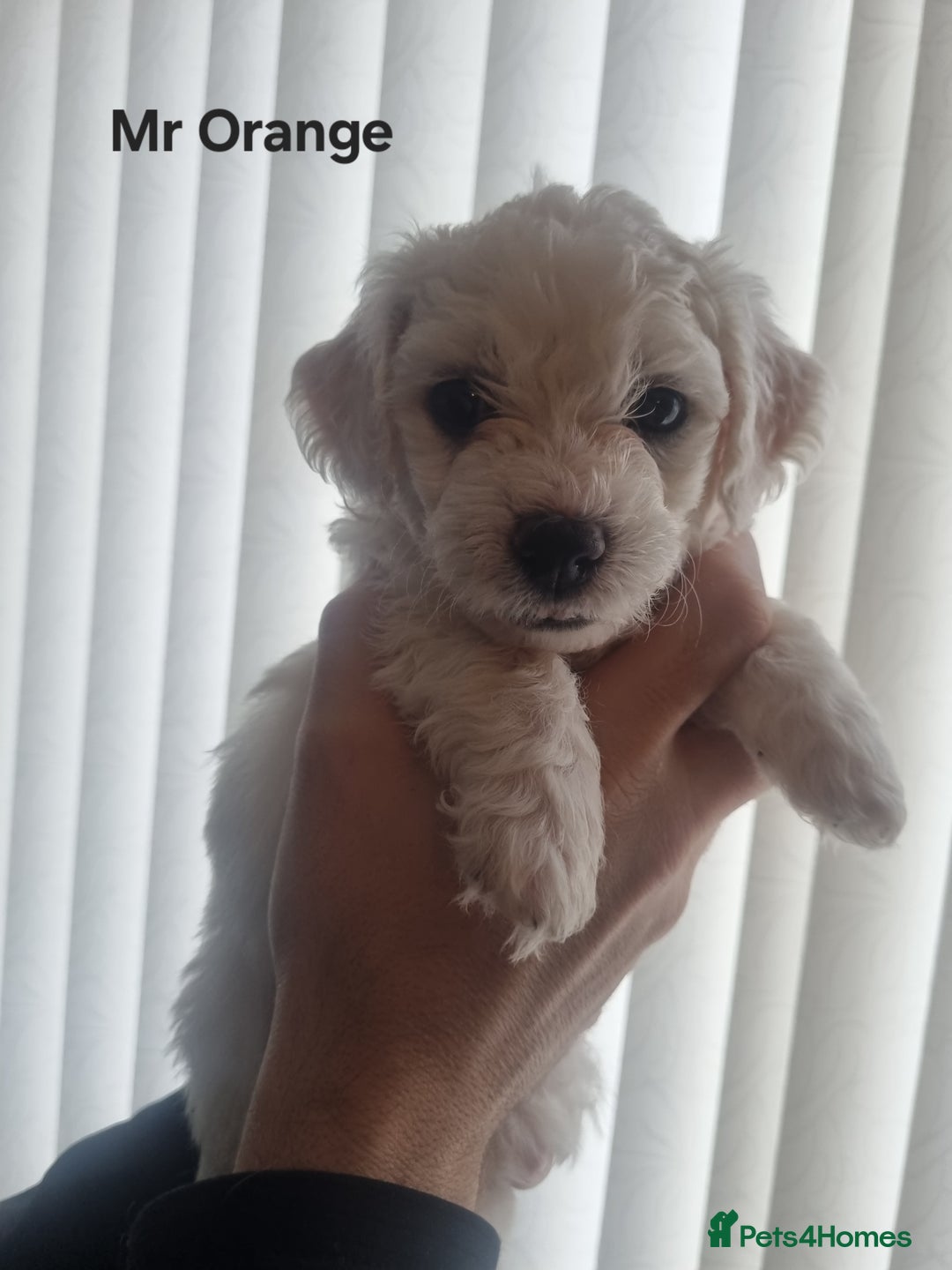 Bichon Frise dogs for sale: Beautiful Bichon Frise pups Ready 16th-24th Dec - Advert 1