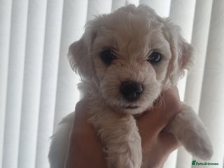 Bichon Frise dogs Beautiful Bichon Frise pups Ready 16th-24th Dec - Advert 11