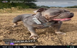 Dorset Olde Tyme Bulldogge dogs for sale: N.E.B.B.R fluffy carriers olde tyme bulldogs - Image 24
