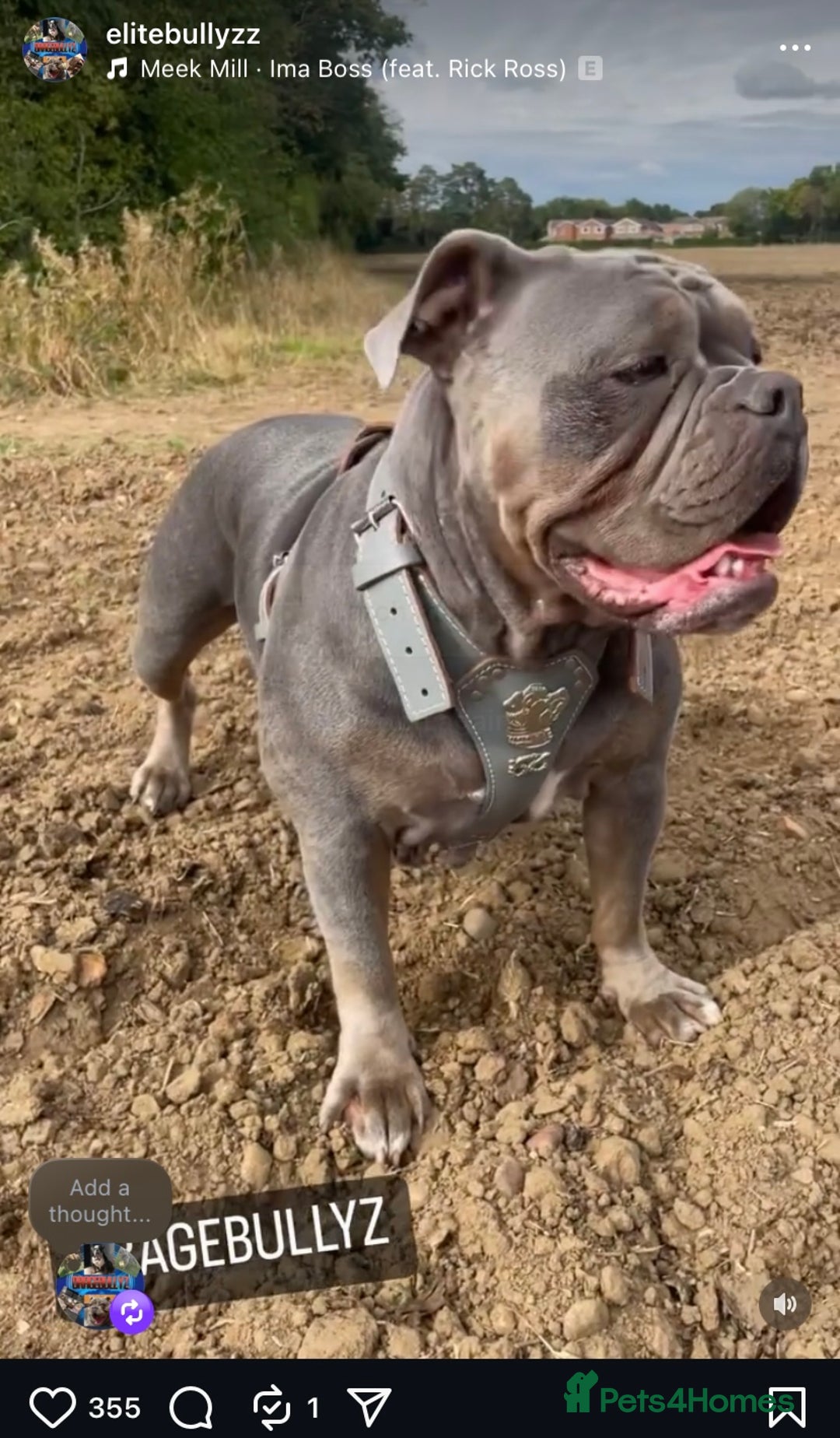 Dorset Olde Tyme Bulldogge dogs for sale: N.E.B.B.R fluffy carriers olde tyme bulldogs - Image 24