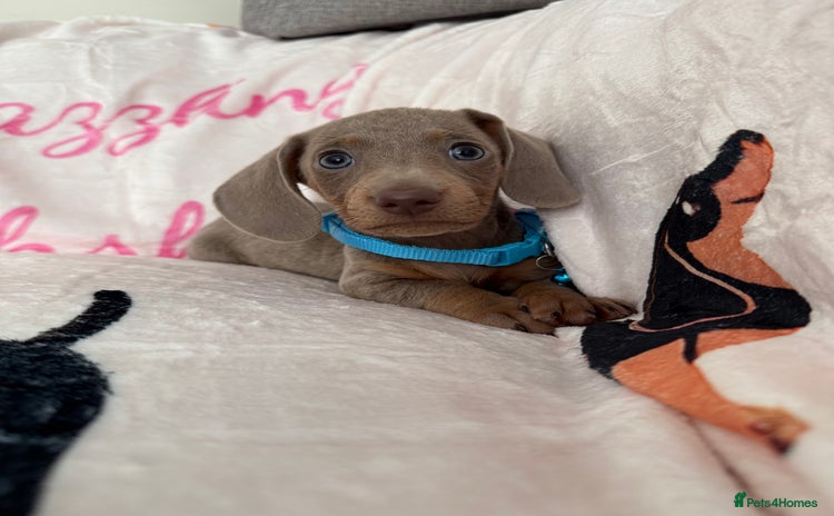 Miniature Dachshund dogs - Advert 2