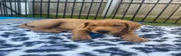 Labrador Retriever dogs for sale: Duel purpose Labrador  - Advert 22